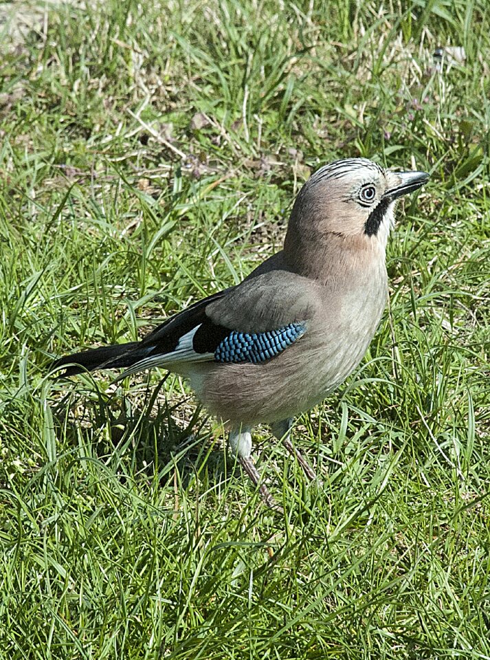Bird close up meadow