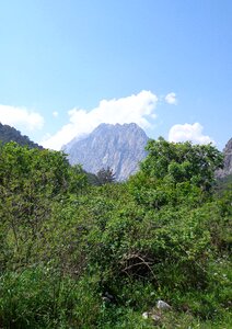 Wood mountain turkey