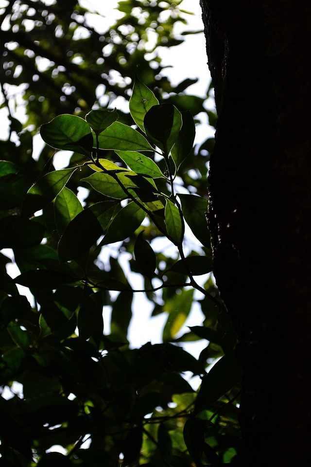 Leaves trunks woods