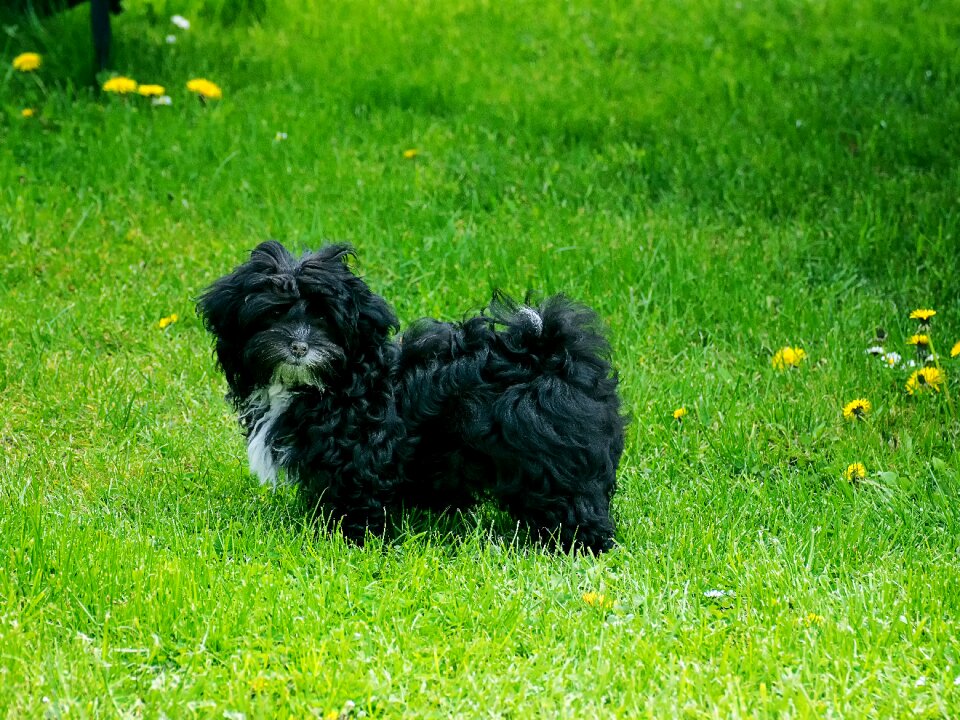 Animal cute garden
