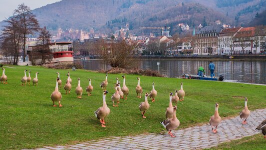 Heidelberg geese river