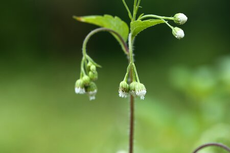 Nature growth