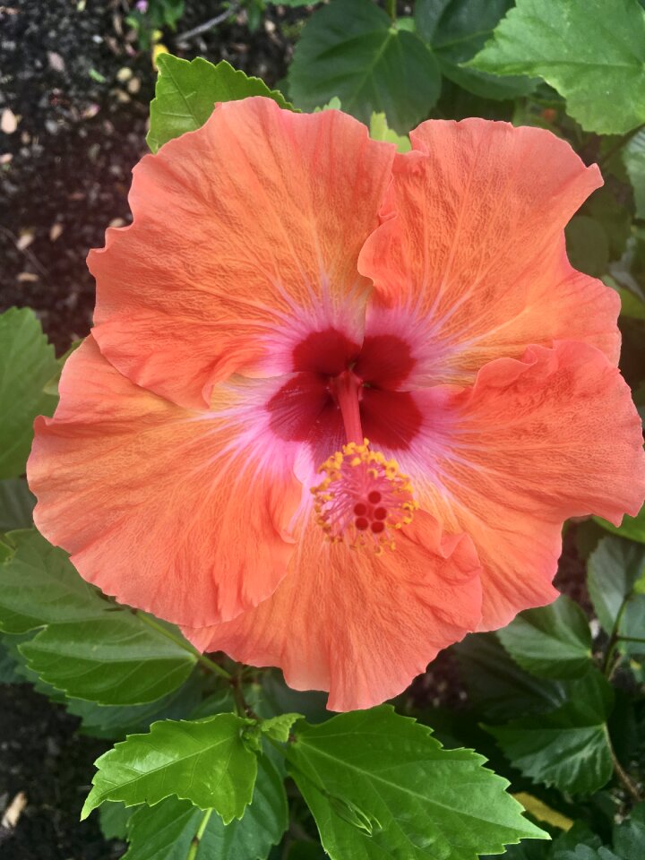 Garden leaf hibiscus