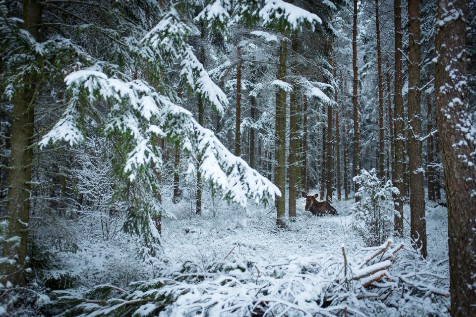 Frost nature skåne