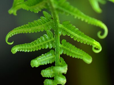 Leaf growth lush