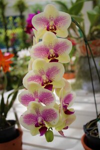 Tropical nature petal