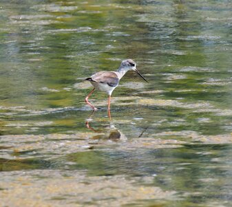 Marsh animal avian