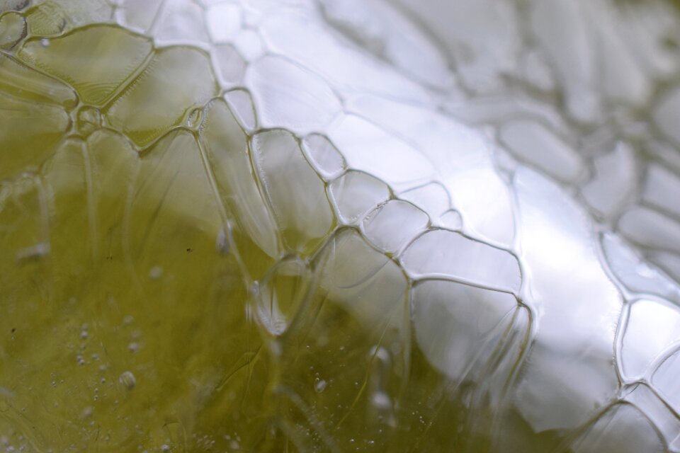 Close up nature water