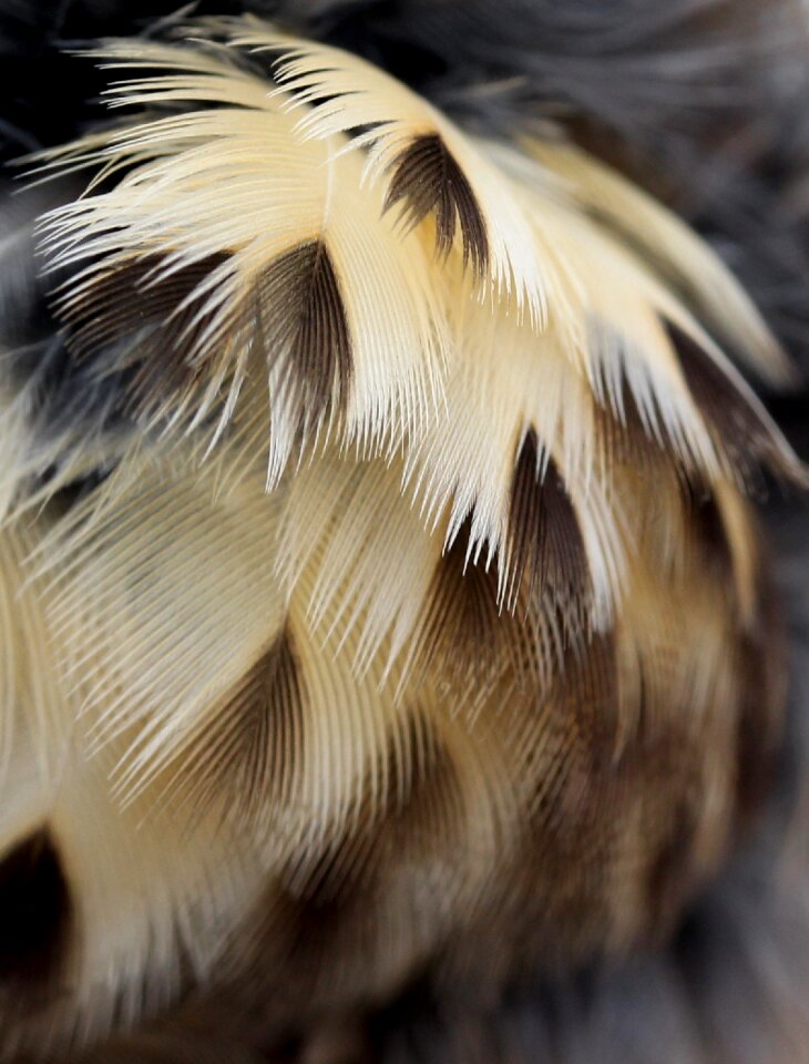 Snowflakes feather birds