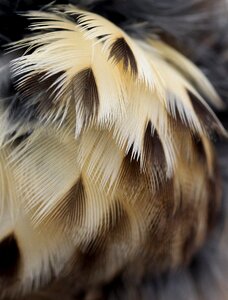 Snowflakes feather birds photo