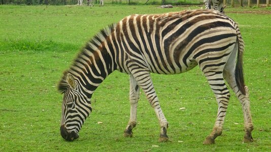 Grass safari zebra nature