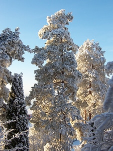 White pine snow