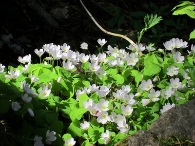Leaf woodsorrel sorrel
