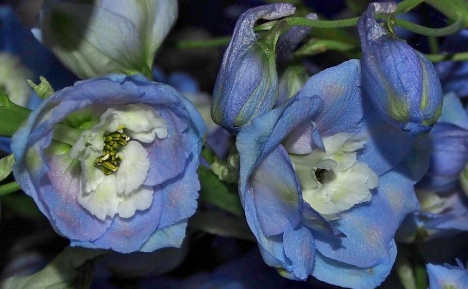 Larkspur blue flower bud