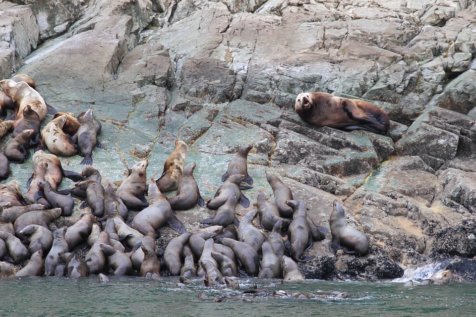 Marine aquatic wildlife