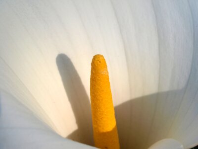 Flower closeup