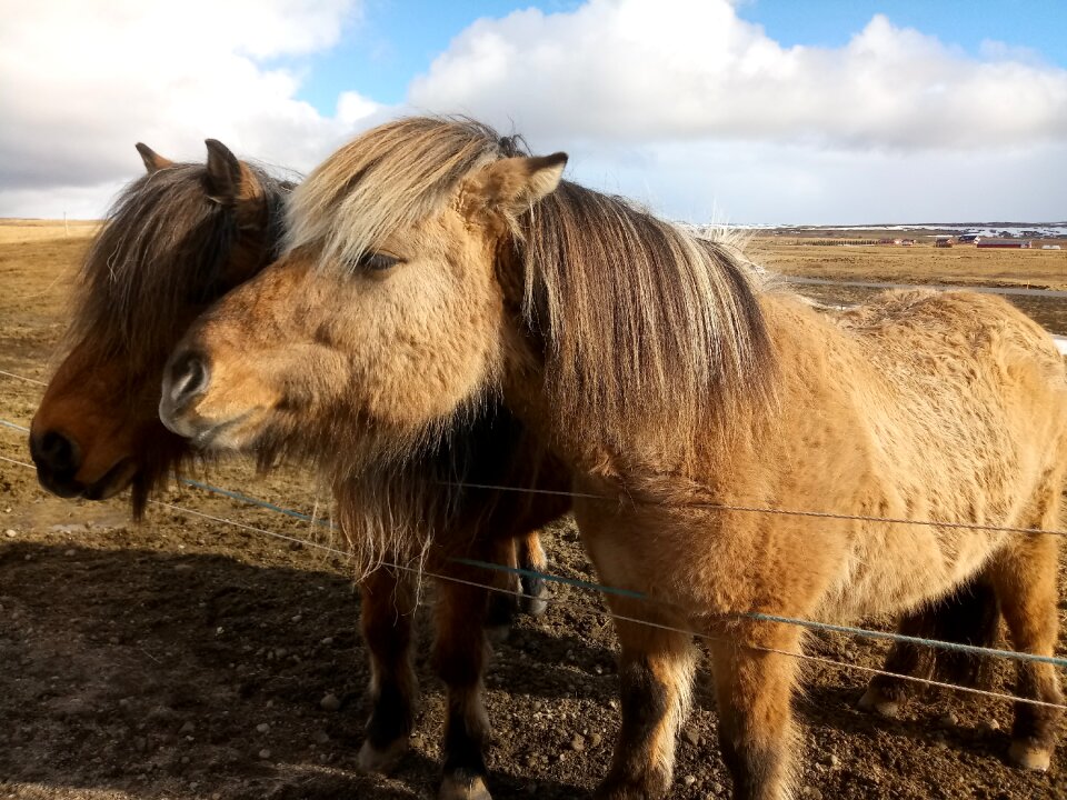 Mane nature iceland