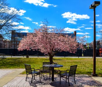 Cherry blossom campus cherry blossoms photo