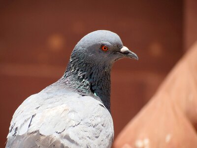 Outdoors animal pigeon photo