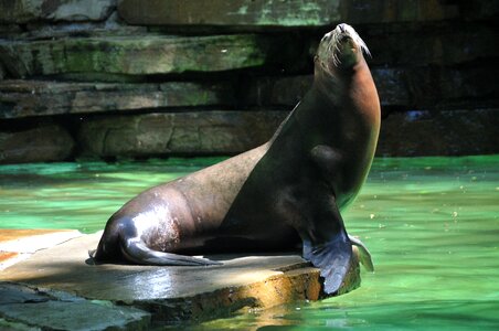 Animal world mammal animal