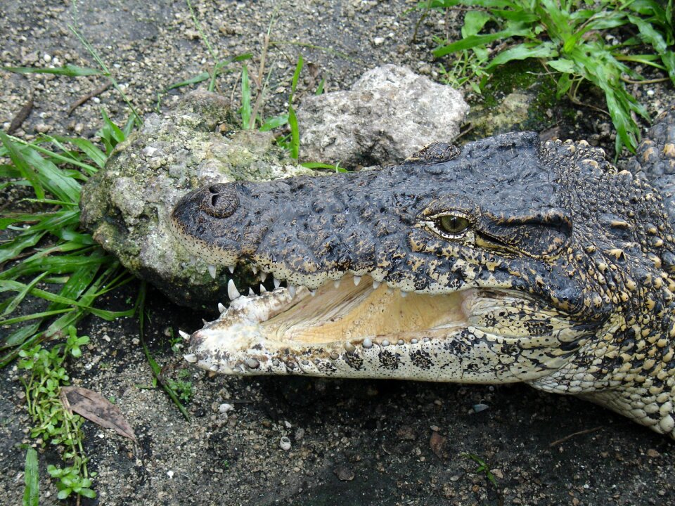 Crocodile animal world reptile