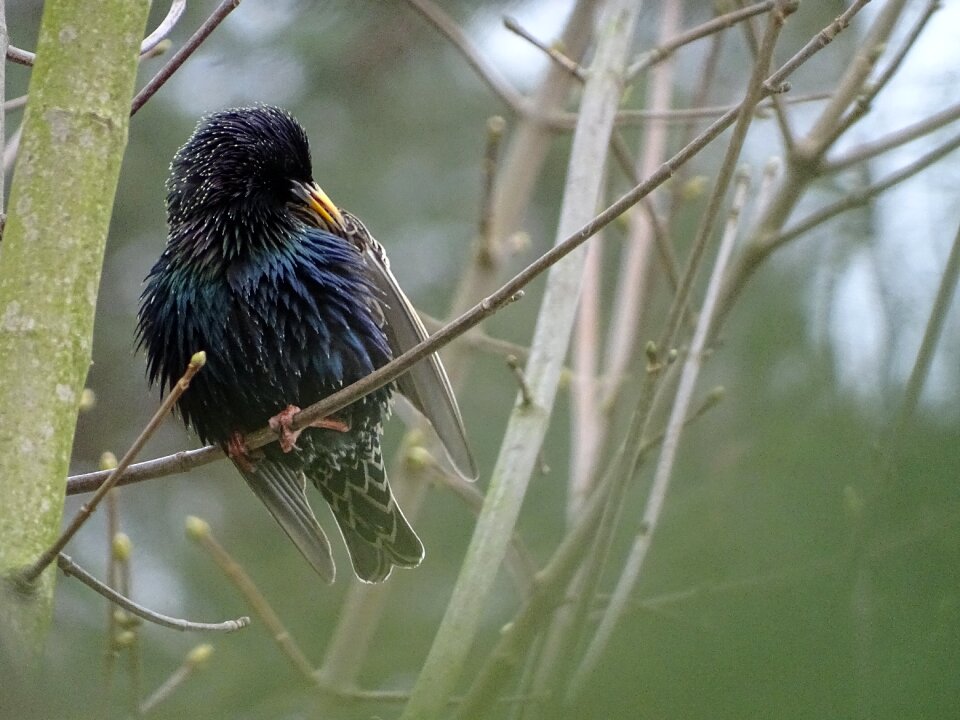 Birds plumage migratory birds