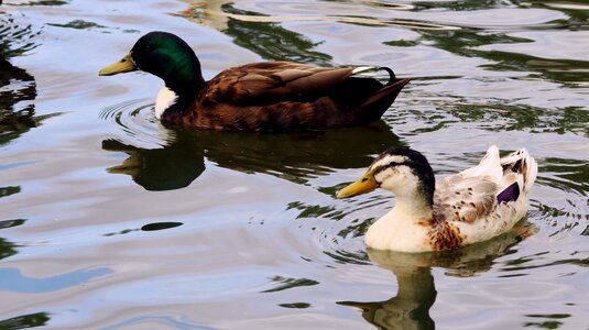 Duck mare lake
