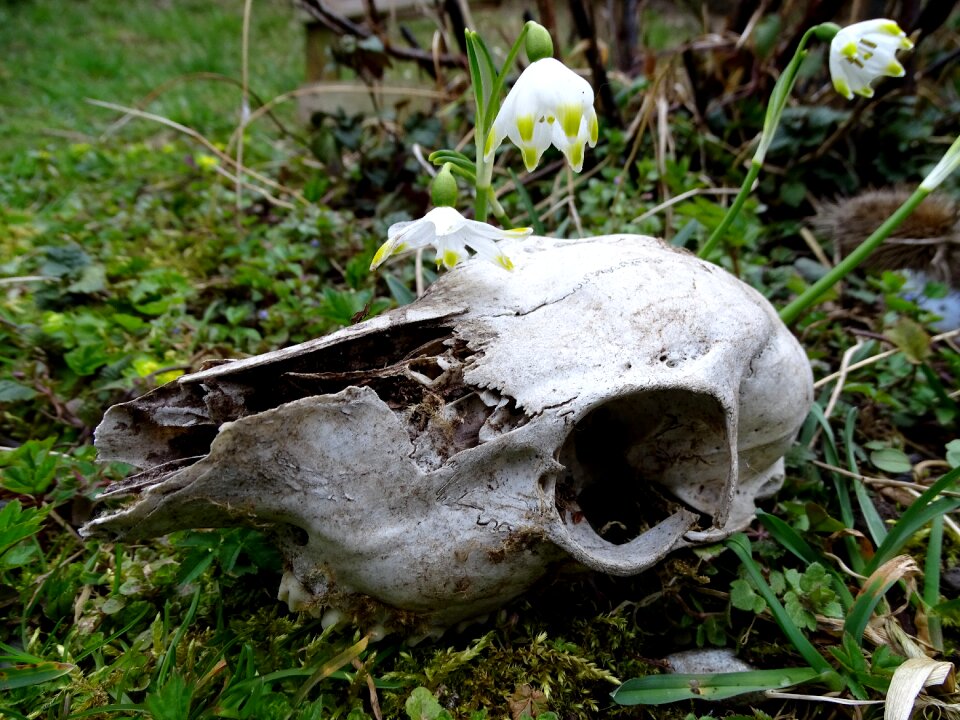 Skull wild animal rehschädel