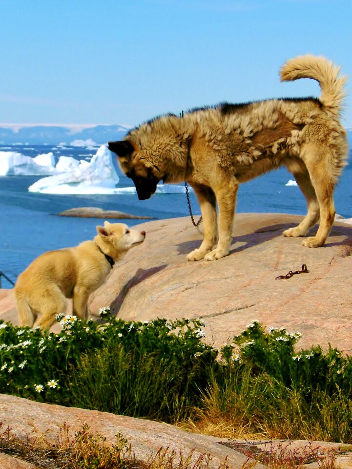 Travel summer greenland