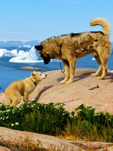 Travel summer greenland photo