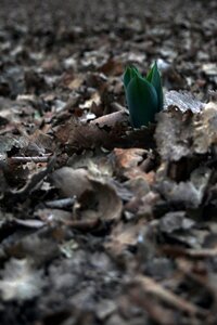 Outdoor green leaf