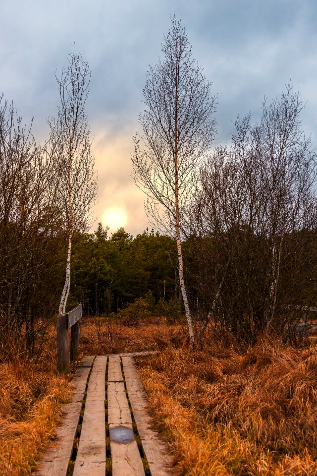 Sunset wood evening