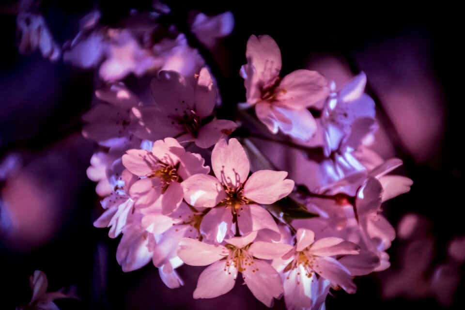 Garden petal cherry blossoms