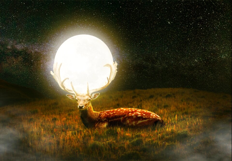 Wildlife dark deer