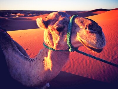 Camel sunset outdoors photo