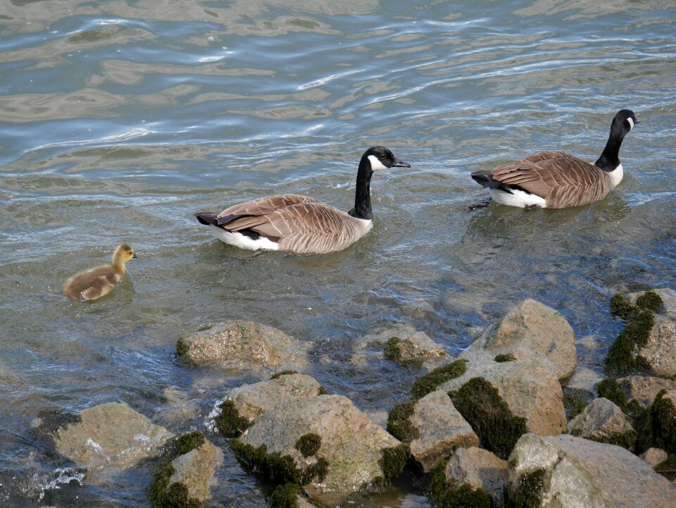 Wild animals goose river