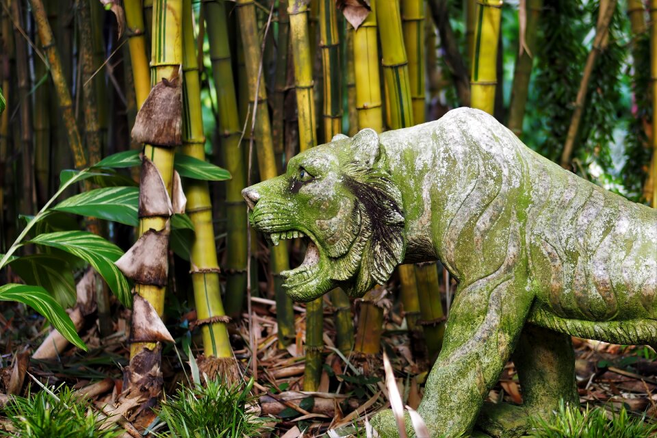 Bamboo outdoors tropical