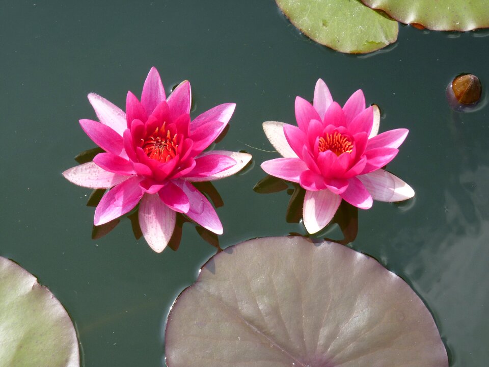 Flower pond