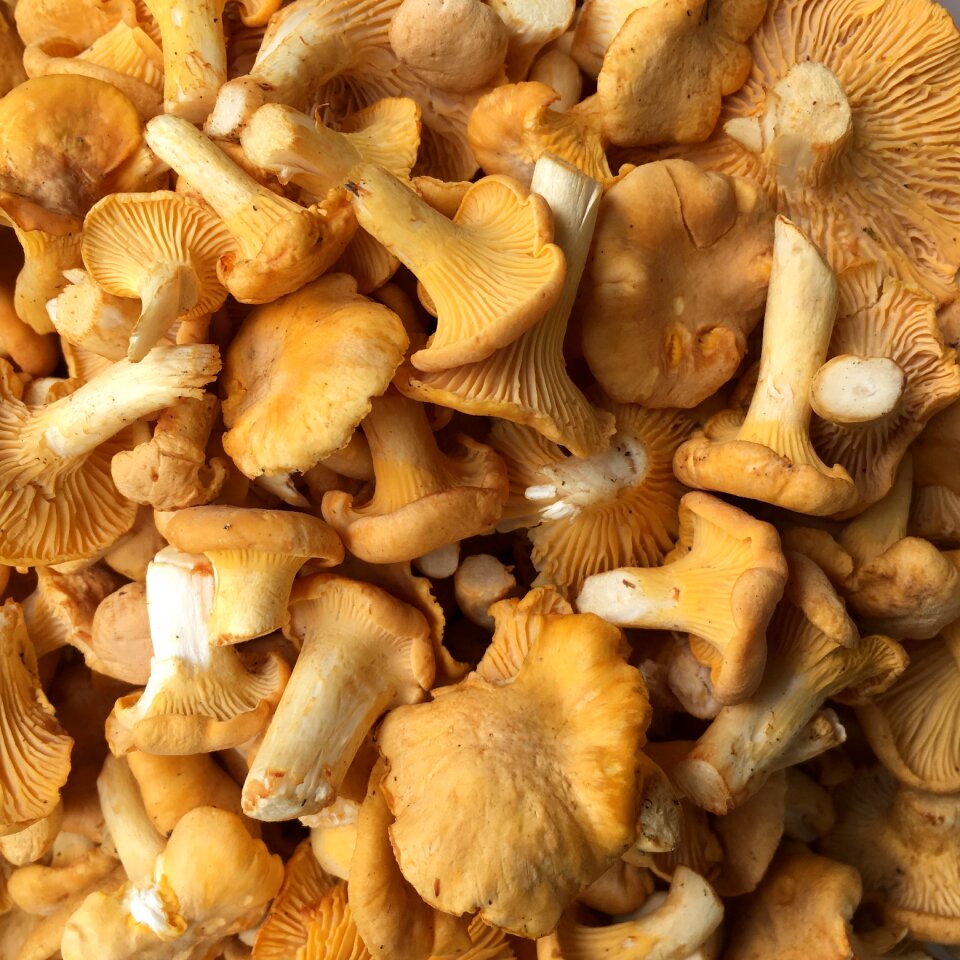 Edible delicacy food