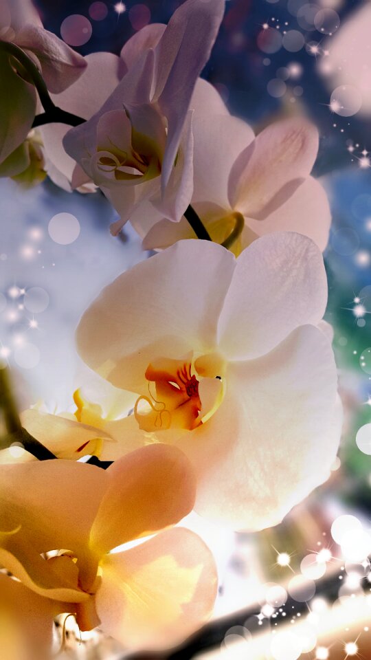 Orchid filters Free photos