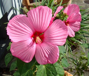 Plant hibiscus mallow