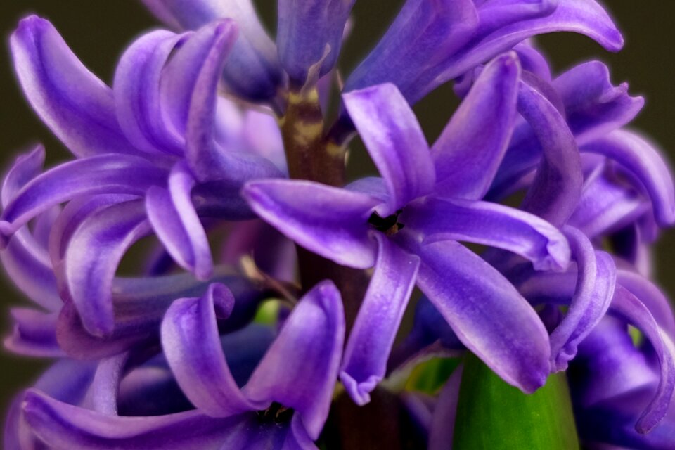 Hyacinth plants spring