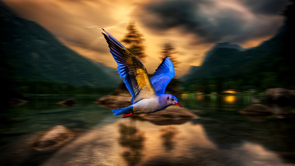 Birds lake reflection