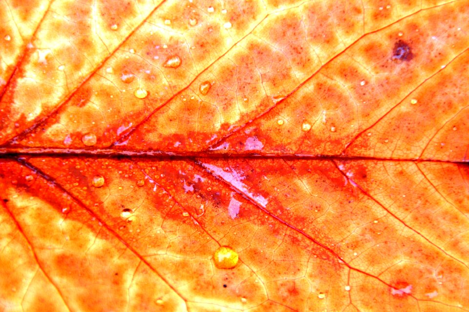 Nature water drops rain