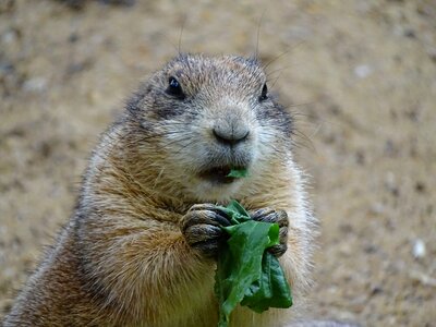 Animal world animal cute