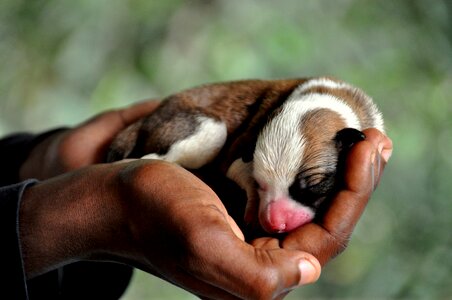 Cute puppy pet