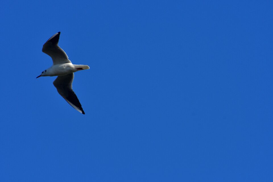 Flight blue sky sea gull