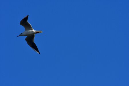 Flight blue sky sea gull photo