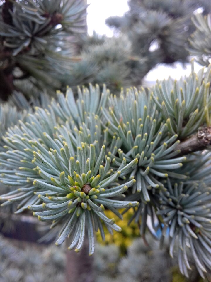 Nature christmas