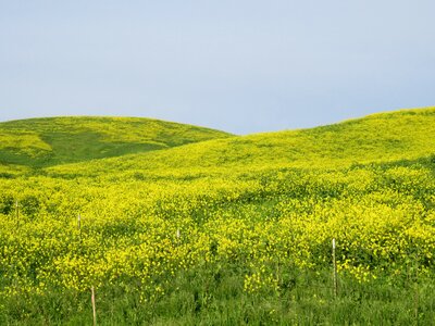 Grass hayfield flower photo